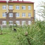 Хвойники вместо пустыря: Красный Абакан меняет ландшафт