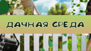 Дачная среда: июнь — время для подкормки растений и борьбы с вредителям