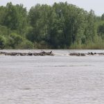 Угрозы абаканскому водозабору нет: ситуация подъёма уровня реки на контроле