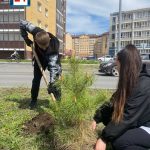 Сосны высадили в абаканском жилом районе «Счастье»