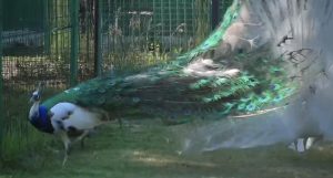 В абаканском зоопарке случился беби-бум