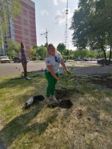 Березы высадили у Окуневских стел в центре Абакана