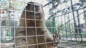 Пополнение сразу в нескольких звериных семьях: в абаканском зоопарке бэби-бум, а также новые жильцы
