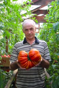 День помидора сосед Хакасии Минусинск отметит 16 августа