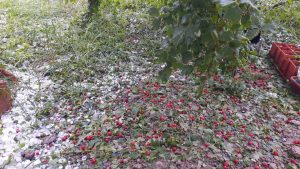 Сильный град побил огороды в аале Доможаков Усть-Абаканского района