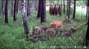 Милых косулят на солонцах запечатлели фотоловушки в Перовском кластере национального парка «Шушенский бор»