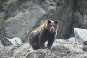 Бурого косолапого во время экспедиции встретили экологи в Саяно-Шушенском заповеднике