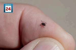 За неделю в Хакасии клещи напали на 100 человек