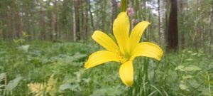 Краснокнижные лилейники-однодневки расцветают в Минусинском бору