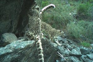 Мама Таджичка с котятами «засветилась» в фотоловушках Саяно-Шушенского заповедника