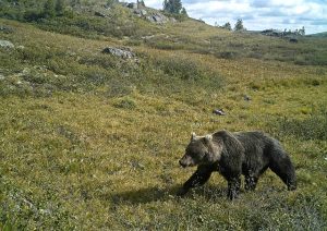 В Ергаках медведи выходят на территорию парка: туристов просят повременить с маршрутами