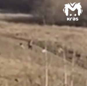 Собаки, загрызшие ребенка в Красноярском крае, ранее напали на мужчину