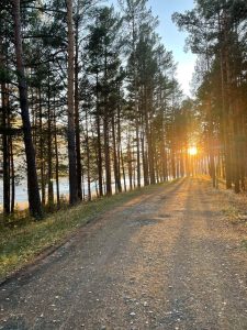 Медведь вновь замечен в Абазе