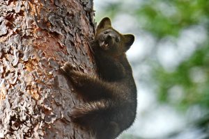 Юркий соболь устроил фотосессию в нацпарке «Шушенский бор»