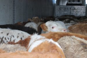 Нелегальных рогатых вновь везли в Дагестан через Хакасию