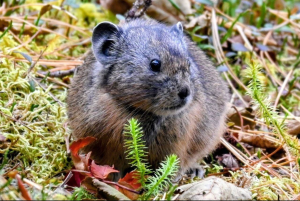 Пищуху за трапезой запечатлели лесопожарные в Минусинском бору