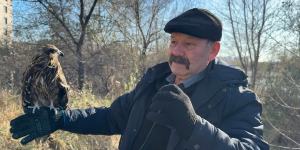 Абаканец два месяца выхаживает дикого сокола