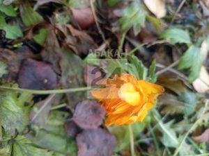 Жарки и одуванчики распустились в Хакасии в ноябре