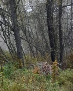 Абаканцу, убившему друга на охоте, грозит до 2 лет лишения свободы