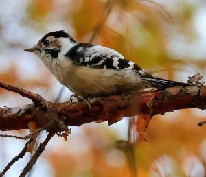Самый маленький дятел Европы и Азии «попался» в объектив в минусинском бору