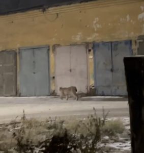 Рысь гуляла по ночному Черногорску