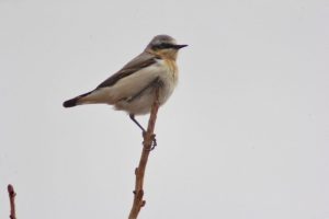 ‎Обыкновенная каменка попозировала в Камызякской степи Хакасии