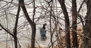 Домашнюю индоутку в абаканской зоне отдыха не могут отловить