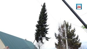 13-метровая живая ель станет украшением новогоднего торжества в абаканском жилом районе «Западный»