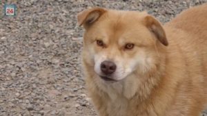 Забота о четвероногих: абаканский детский сад доставил корма в приют «Поводог»