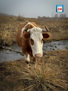 Бык напал на жителя Балыксы — у мужчины перелом рёбер и травма грудной клетки