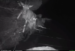 Краснокнижный ирбис в погоне за козерогом: ночную охоту снежного барса засняли фотоловушки Саяно-Шушенского заповедника