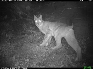 У заповедного Хана в Хакасии появилась подруга