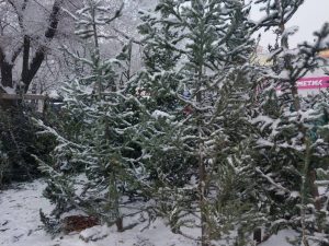 Патрулирование лесов началось в Хакасии: инспекторы будут выявлять незаконную рубку елей