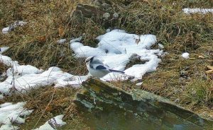 ‎Птаха размером меньше синицы попозировала в заповедных степях Хакасии