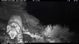 Трёх котят краснокнижных ирбисов мама барс вывела на прогулку в Саяно-Шушенском заповеднике