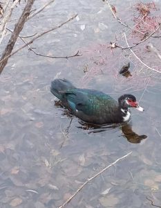 Домашняя индоутка, примкнув к диким пернатым, отлично освоилась в зоне отдыха Абакана