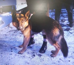 Уголовное дело по факту нападения собаки на ребёнка в Хакасии возбудил Следком