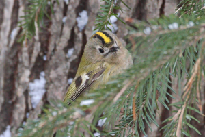 Королёк — птичка певчая: редкая птица попалась экологам в Саяно-Шушенском заповеднике