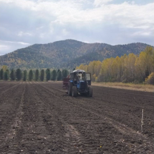 8 гектаров новых лесов: в Хакасии стартовала масштабная посадка