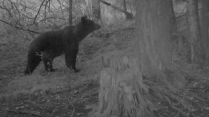 Ловкие медвежата устроили акробатическое шоу в Шушенском бору