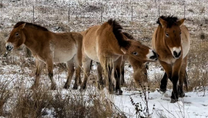 Дикое сердце Хакасии: лошади Пржевальского осваивают новую территорию