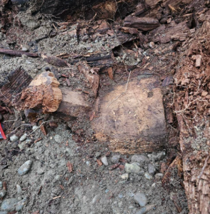 От Самогонного аппарата до погребальной маски: археологи в Абакане обнаружили уникальные артефакты