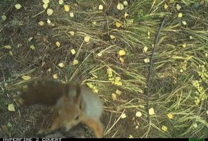 Косолапый видеограф показал жителей Саяно-Шушенского заповедника