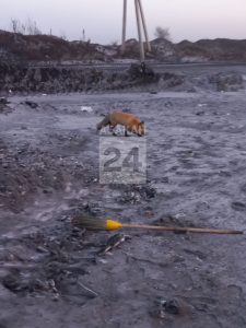 Лиса замечена на окраине 9 поселка Черногорска