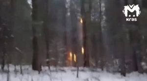 Поджигатель кедров в Шушенском районе задержан