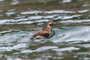 Арктическую морянку впервые заметили в Саяно-Шушенском заповеднике