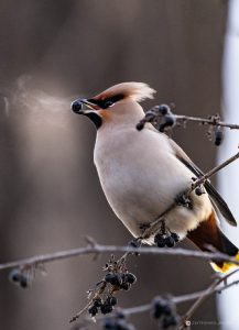 Сибирь накроют аномальные морозы до -49 градусов