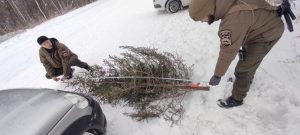 Штраф до 5 тыс. ждёт незаконного лесоруба — мужчина спилил ель в нацпарке Шушенский бор