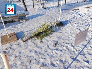 Жители столицы Хакасии смогут сдать новогодние ёлки в переработку после праздников