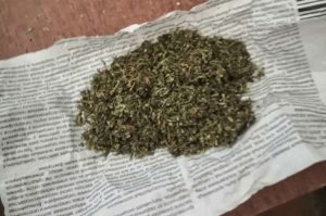 Хранил траву-«запрещенку» дома: жителю Хакасии грозит до 3 лет лишения свободы